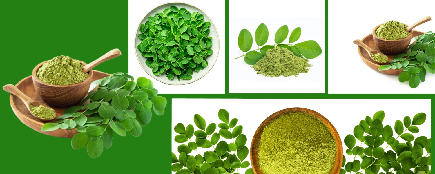 moringa-powder-bg