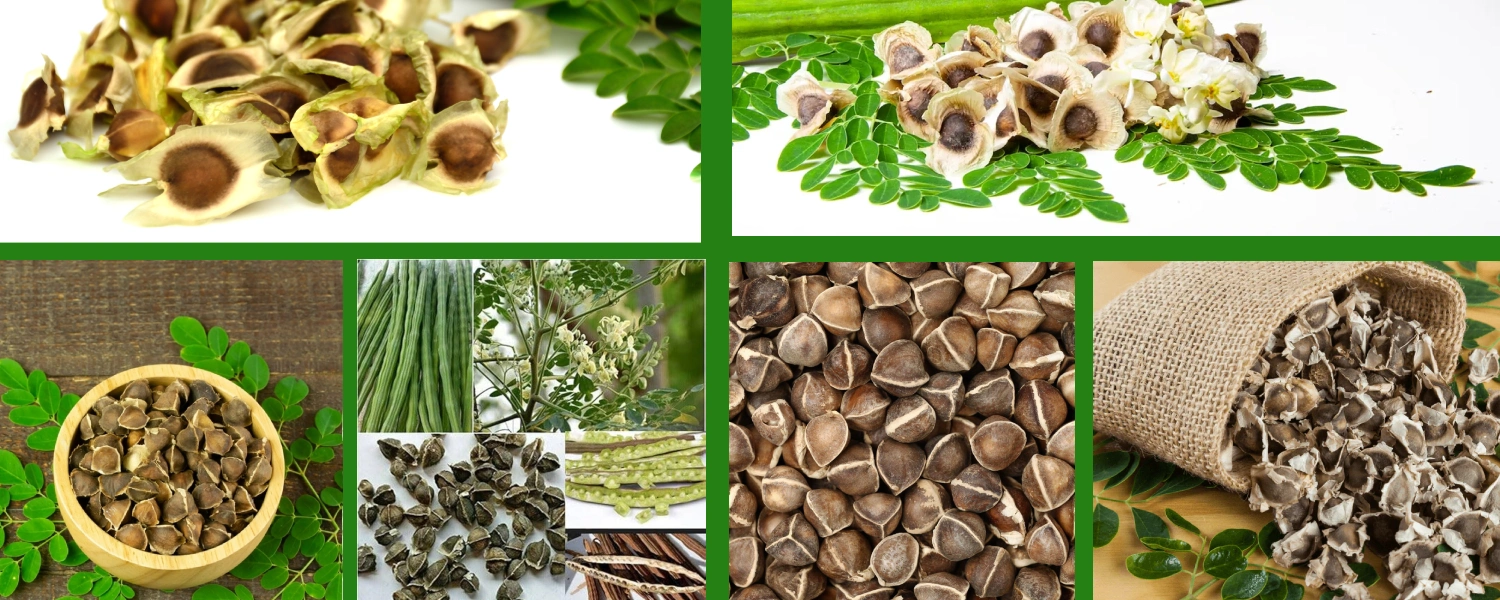 moringa-seed-bg