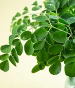 10 Amazing Health Benefits of Moringa You Need to Know