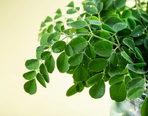 blog-moringa