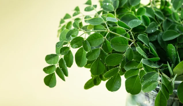 blog-moringa
